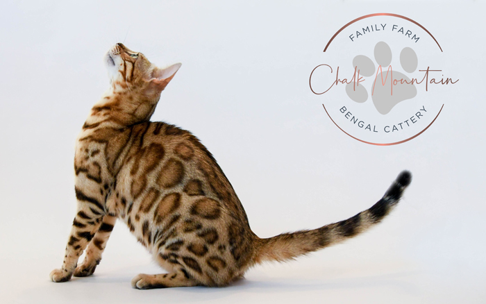 beautiful bengal kitten texas
